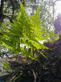 Close-up of fresh green plants in forest