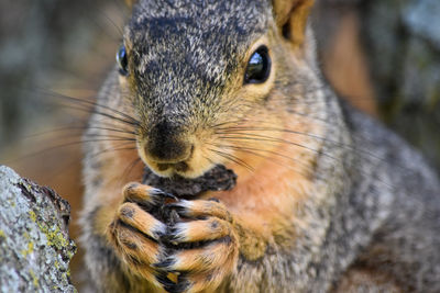 Close-up of squirrel