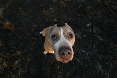 High angle portrait of a dog on field