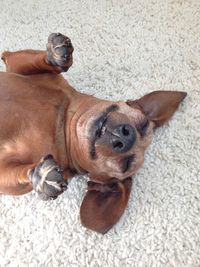 High angle view of dog lying on rug