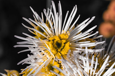 Close-up of white flower