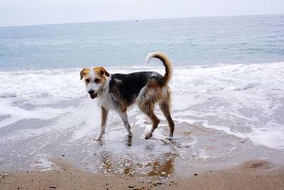 Dog on the beach