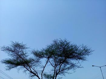 Low angle view of tree against clear blue sky