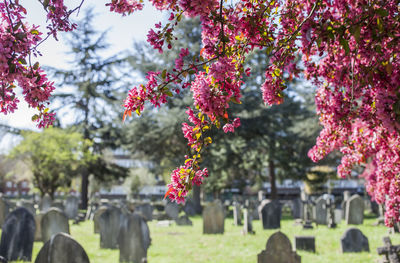 Pink flowering trees in cemetery