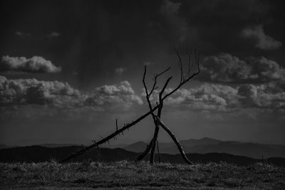 Plant on field against sky