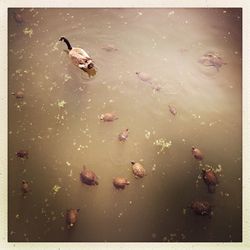 View of birds in the sea