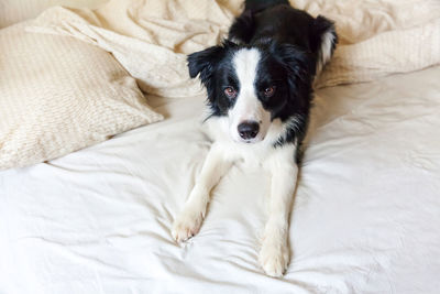 Puppy dog border collie lay on pillow blanket in bed. do not disturb me let me sleep