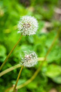 Close-up of dandelion flower