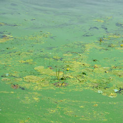 High angle view of water lily in lake