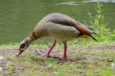 Close-up of duck on field