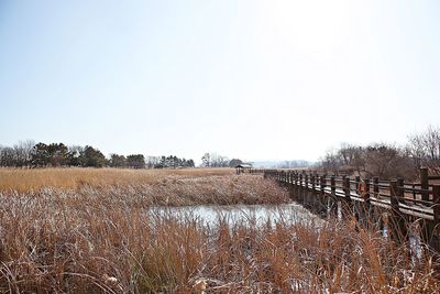 Scenic view of field against clear sky