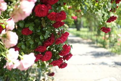 Close-up of red rose plant