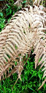 High angle view of fern on field