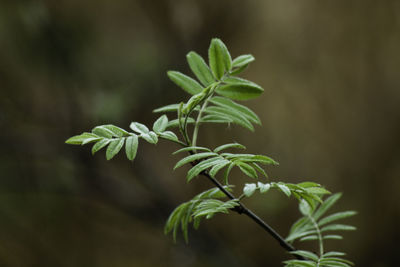 Close-up of leaves against blurred background