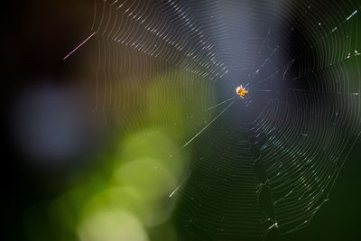 Close-up of spider and web against blurred background