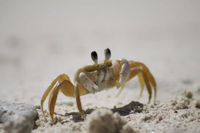 Close-up of crab on beach