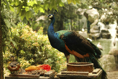 Close-up of a peacock perching on a plant