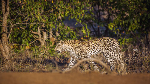 View of a cat on land