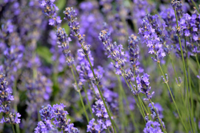Close-up of purple flowers blooming outdoors