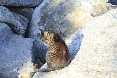 Cat sitting on rock