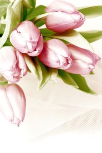 High angle view of pink tulips