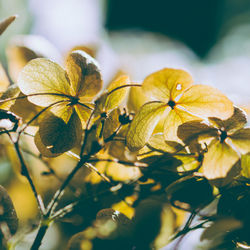 Close-up of yellow flowers