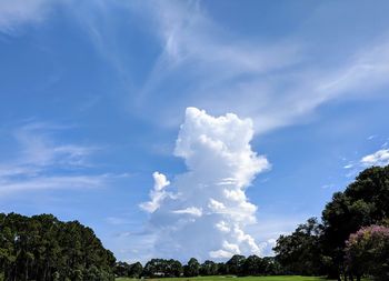 Low angle view of trees against sky