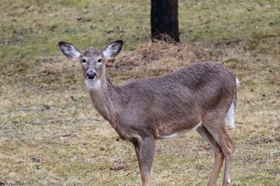 Portrait of deer standing on field