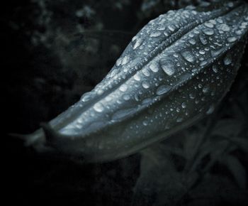 Close-up of leaves in water