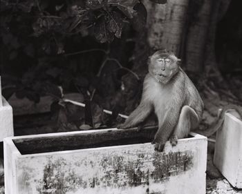 Monkey on trough