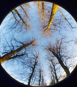 Low angle view of bare trees against sky