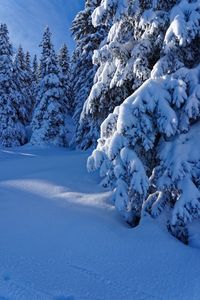 Snow covered land and trees