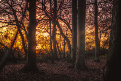 Trees in forest during sunset