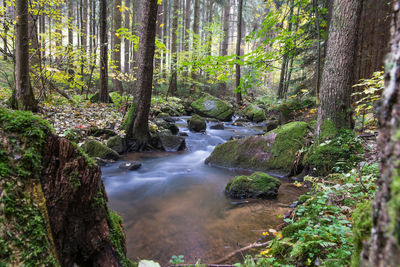 Stream amidst trees in forest