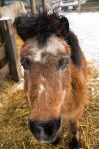 Close-up portrait of horse on field