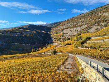 Scenic view of vineyard against sky