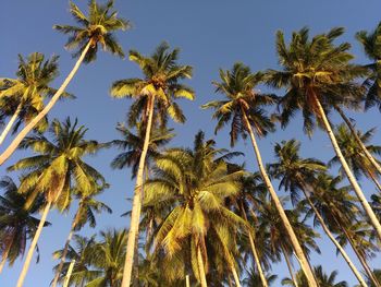 Low angle view of palm trees against clear sky