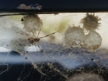 Close-up of spider on web