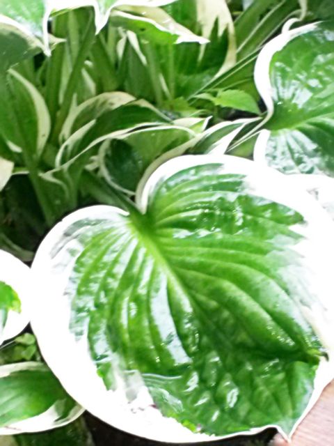 green color, leaf, freshness, growth, plant, high angle view, close-up, indoors, food and drink, green, potted plant, nature, healthy eating, no people, day, leaves, vegetable, beauty in nature, white color, food