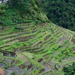 High angle view of agricultural field