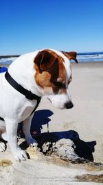 Dog at beach against clear blue sky