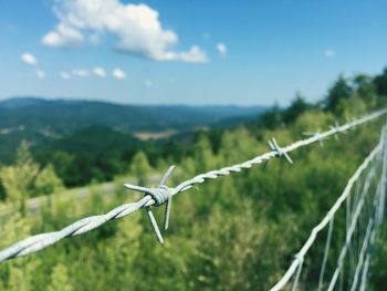Close-up of barbed wire