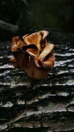 High angle view of mushroom