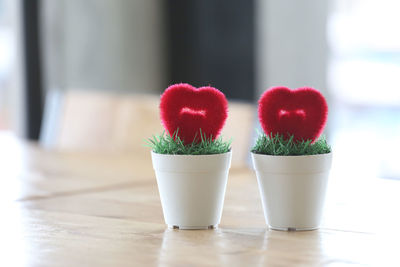 Close-up of potted plant on table