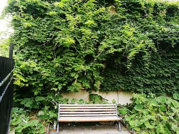 Ivy growing on tree