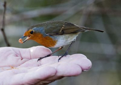 Close-up of hand holding bird