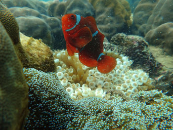 Close-up of fish swimming in sea