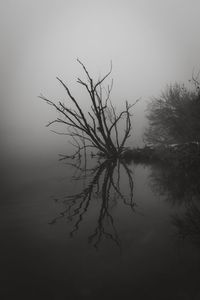 Silhouette bare tree by lake against sky