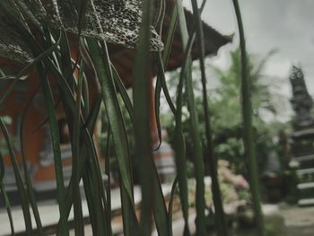 Close-up of fresh green plants