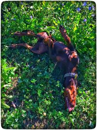 Horse in grass